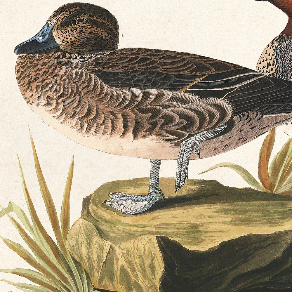 Green Winged Teal | American art