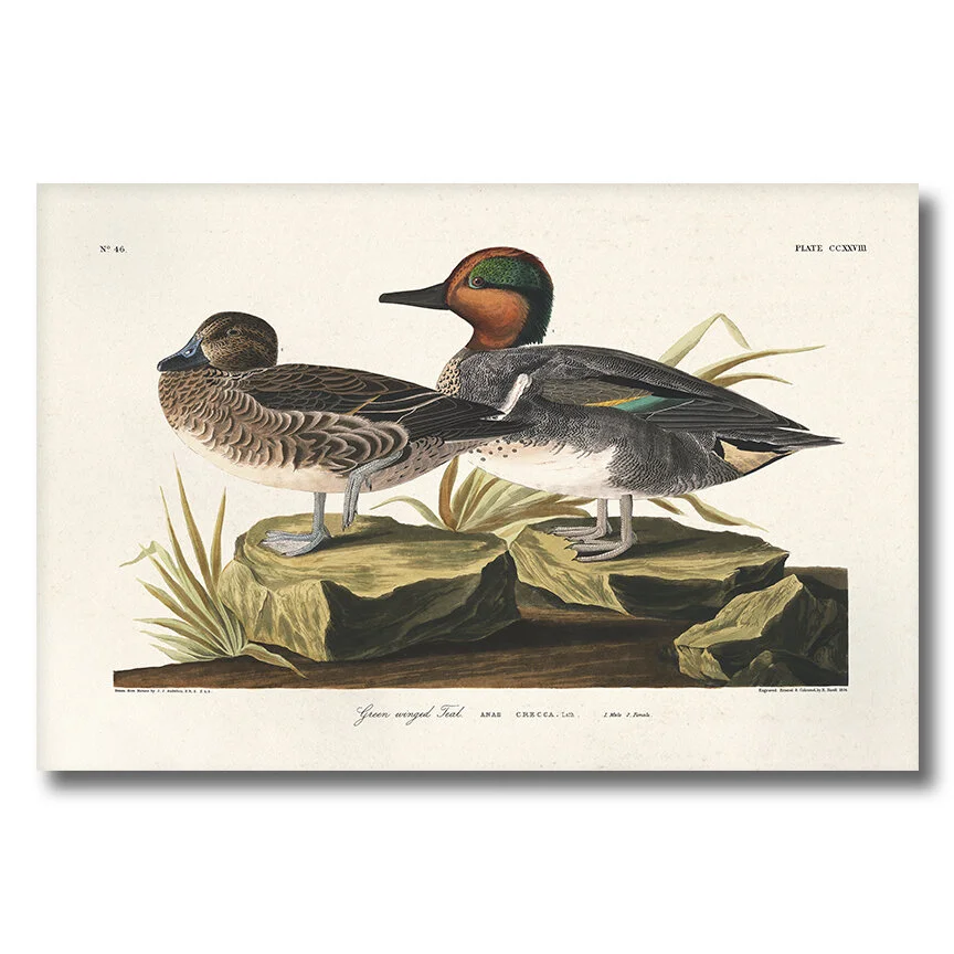Audubon Green Winged Teal