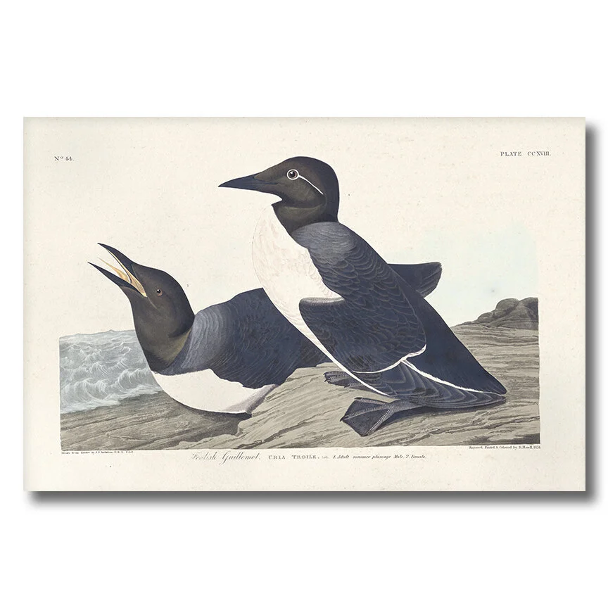 Foolish Guillemot Audubon Art Prints Home Cabin Office Kitchen Wall Decor Plate 218