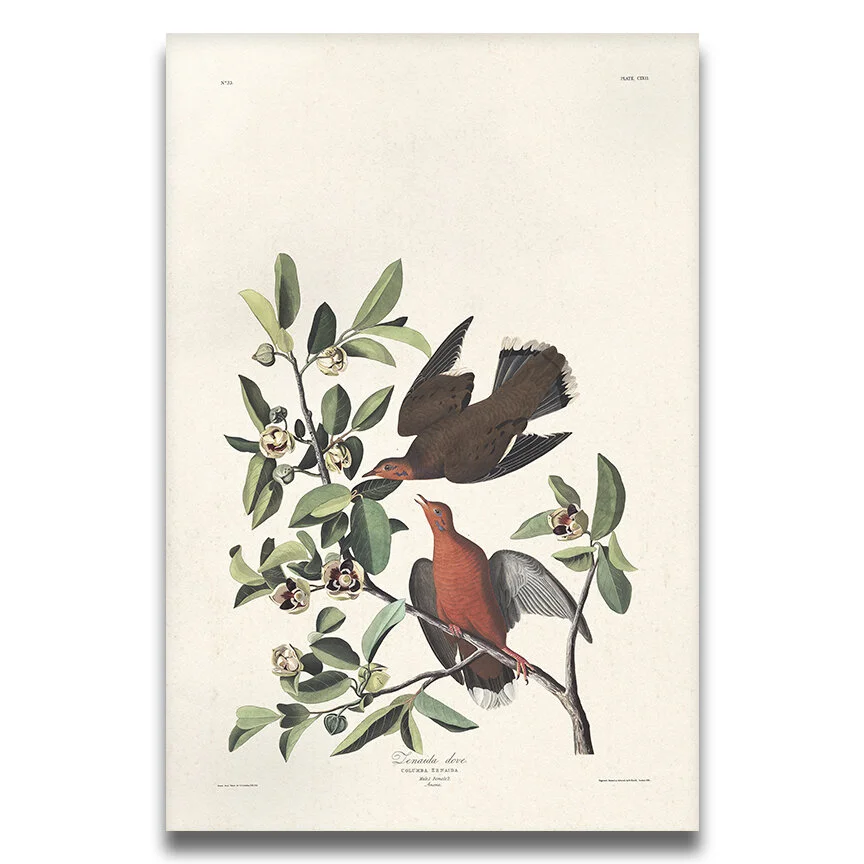 Zenaida Dove Audubon Art Prints Home Cabin Office Kitchen Decor Plate 162