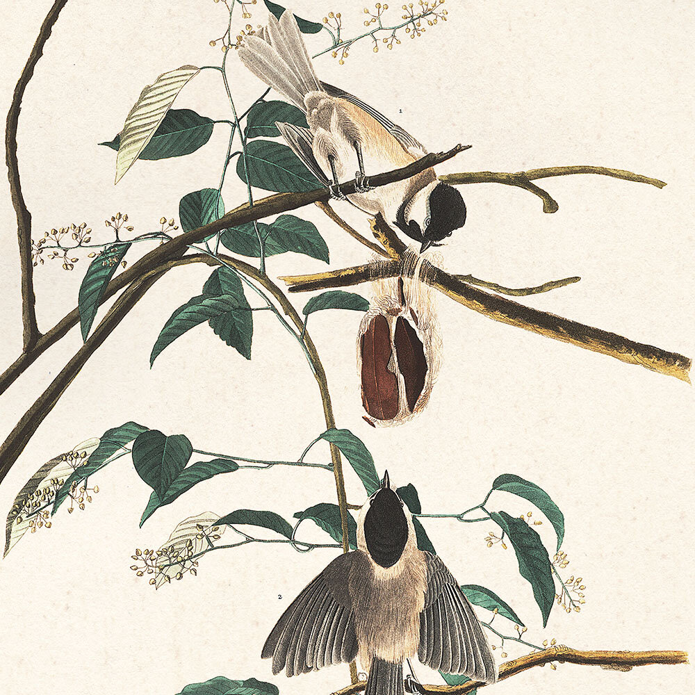 Carolina Titmouse Audubon Art Prints Home Cabin Office Kitchen Decor Plate 160