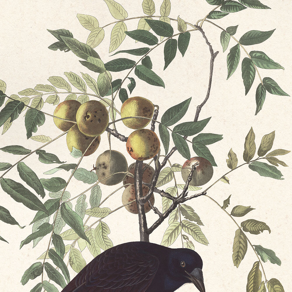 American Crow Audubon Art Prints Home Cabin Office Kitchen Decor Plate 156