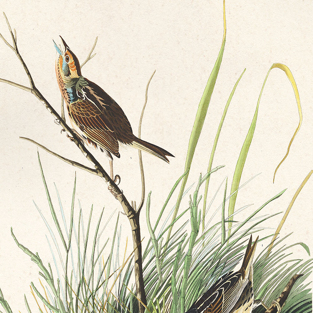 Sharp Tailed Finch Audubon Art Prints Home Cabin Office Kitchen Decor Plate 149