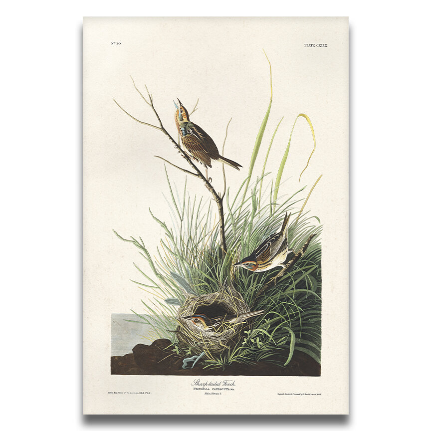 Sharp Tailed Finch Audubon Art Prints Home Cabin Office Kitchen Decor Plate 149