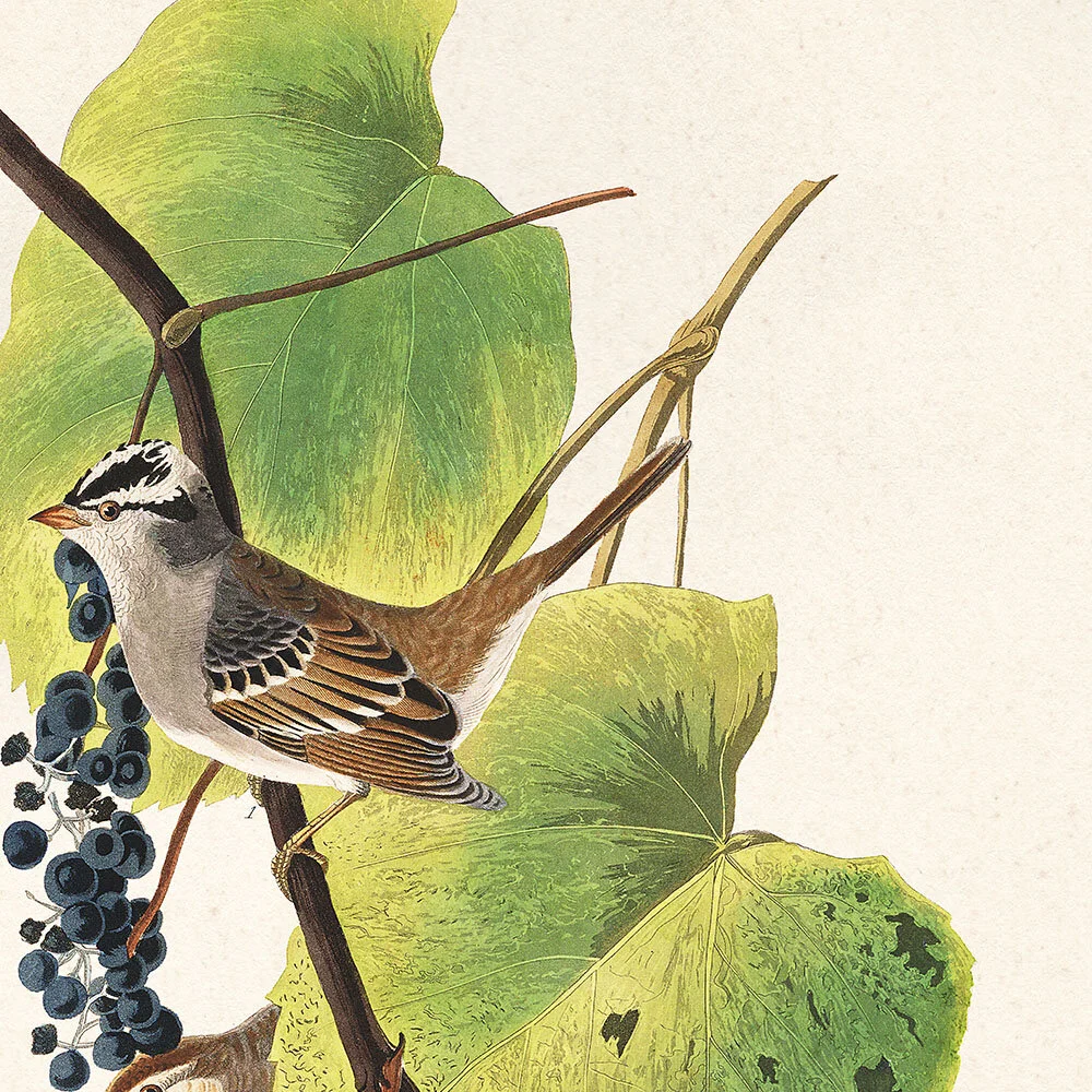 White Crowned Sparrow Audubon Art Prints Home Cabin Office Kitchen Decor Plate 114