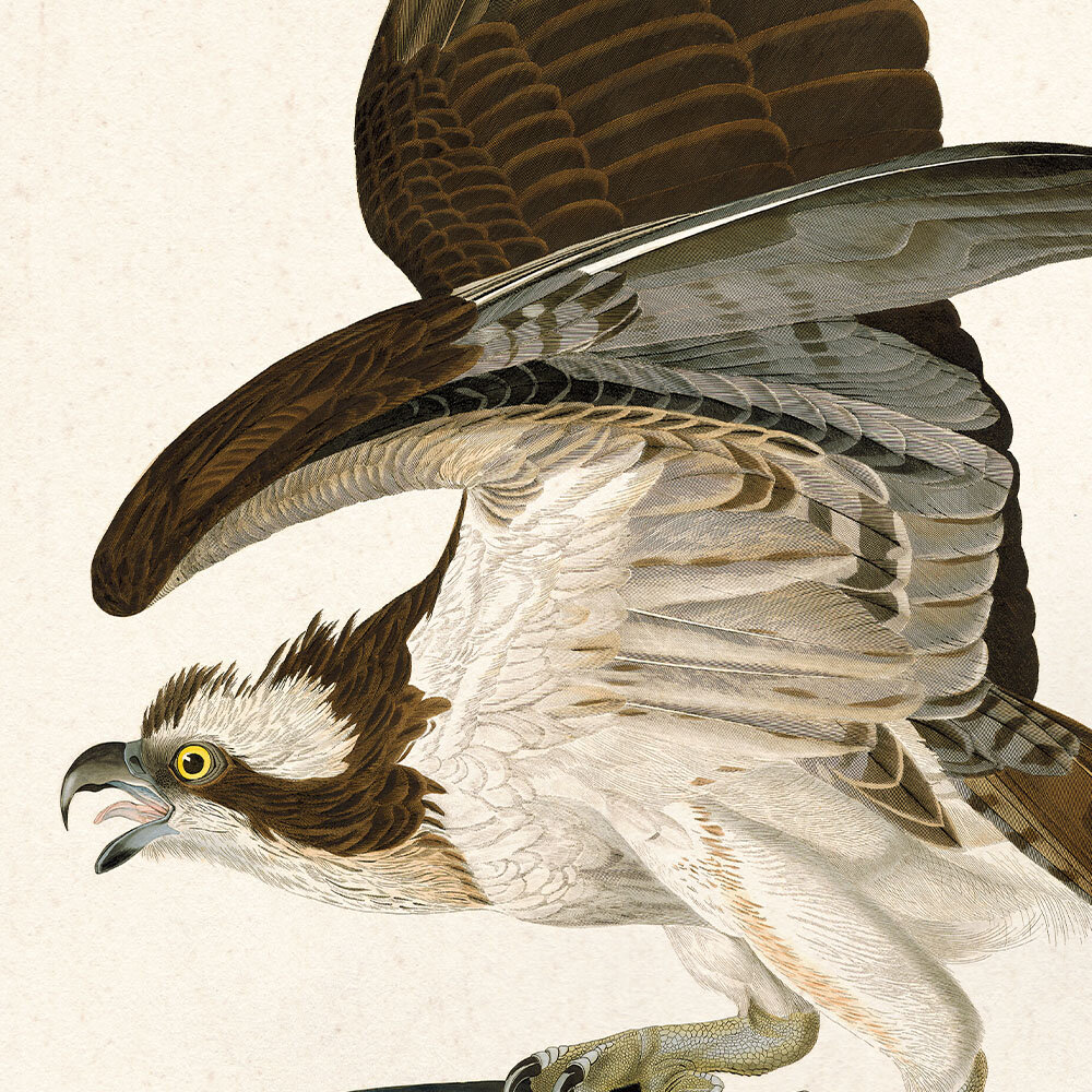 Audubon Art Prints  Wall Art, Audubon Paint, Prints, and Posters Made in  USA — Audubon Art Prints