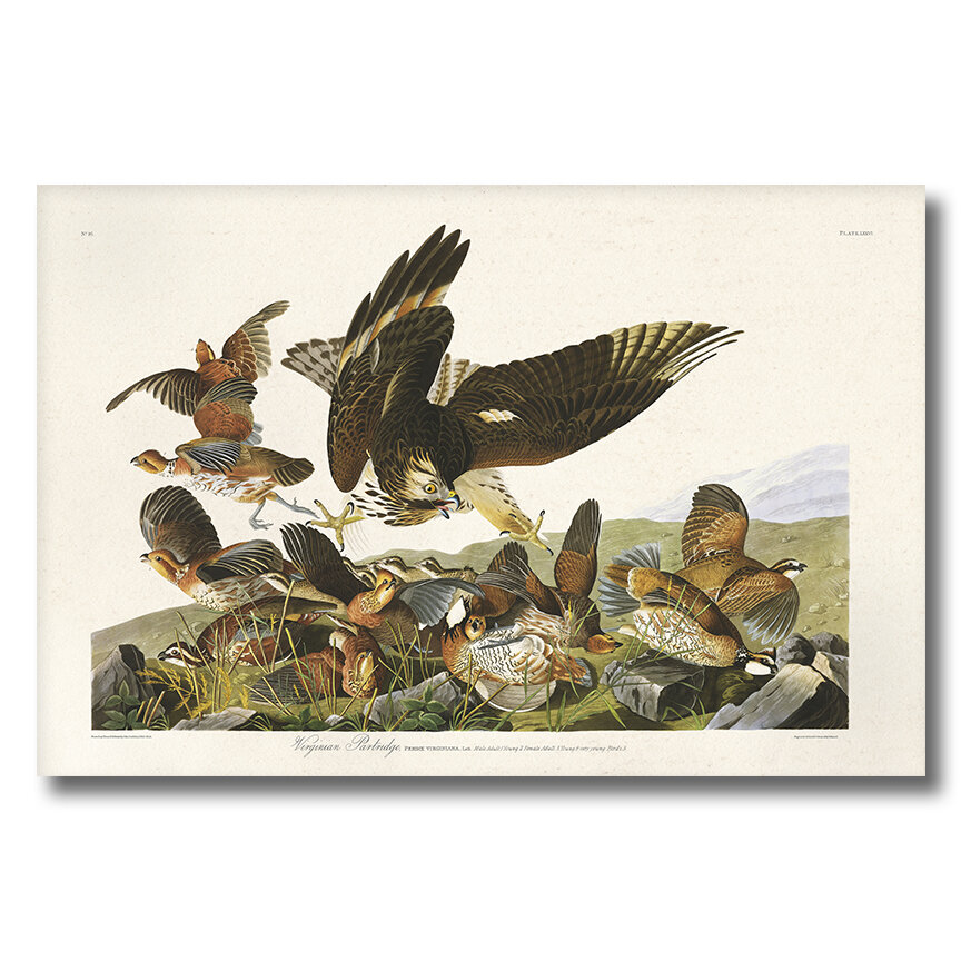 Virginian Partridge Audubon Art Prints Home Cabin Office Kitchen Decor Plate 76