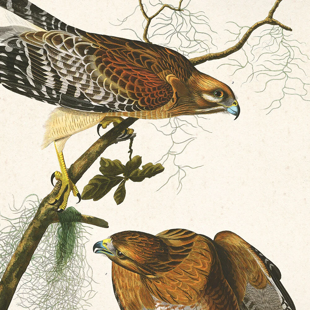 Red Shouldered Hawk Audubon Art Prints Home Cabin Office Kitchen Decor Plate 56