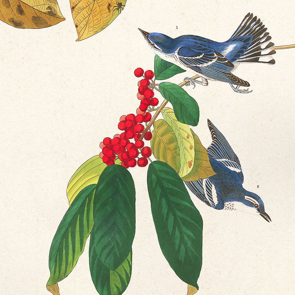 Cerulean Warbler Audubon Art Prints Home Cabin Office Kitchen Decor Plate 48