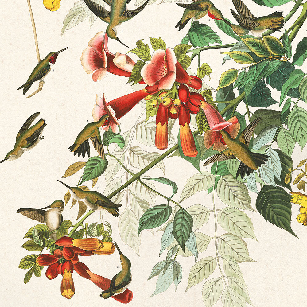 Ruby Throated Humming Bird Audubon Art Prints Home Cabin Office Kitchen Decor Plate 47