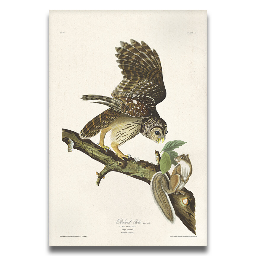 Barred Owl Audubon Art Prints Home Cabin Office Kitchen Decor Plate 46