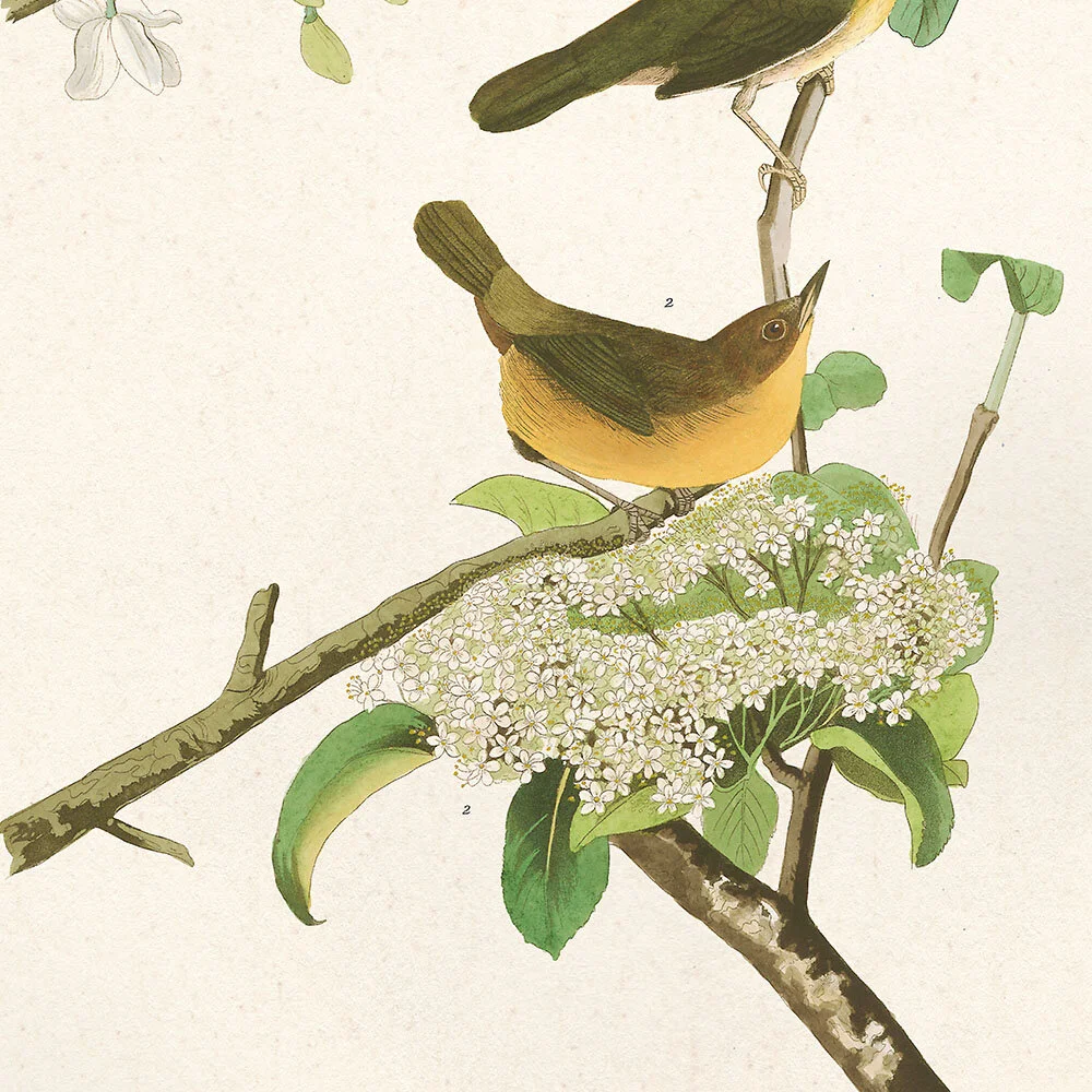 Yellow Breasted Warbler Audubon Art Prints Home Cabin Office Kitchen Decor Plate 23