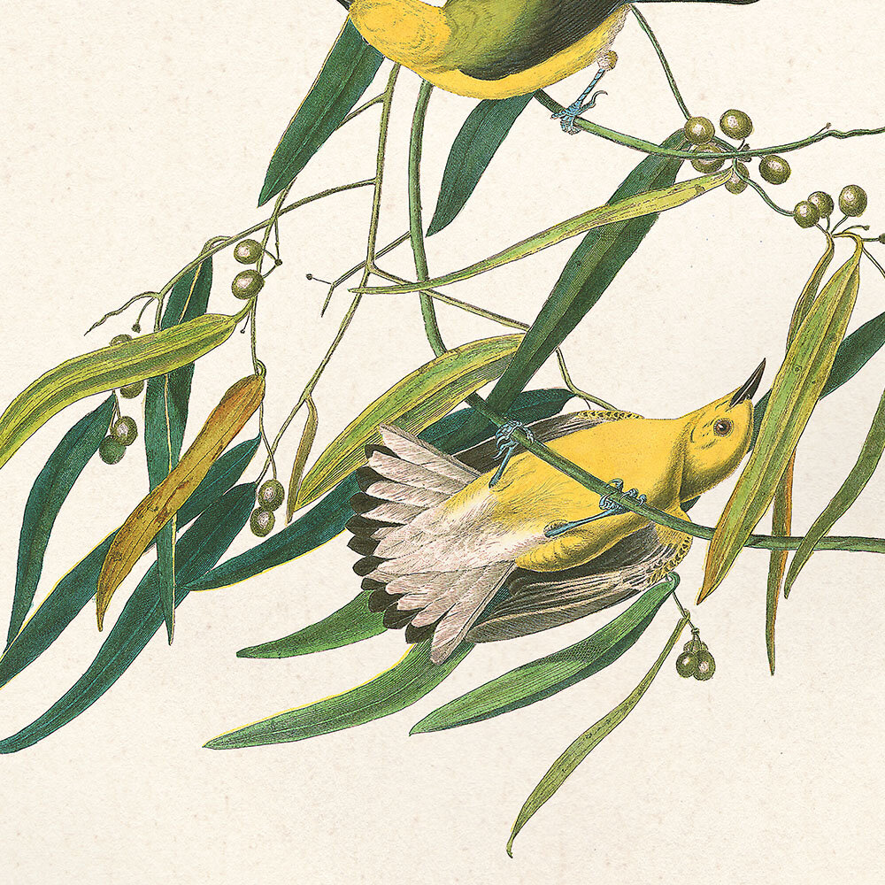 Prothonotary Warbler Audubon Art Prints Home Cabin Office Kitchen Decor Plate 3