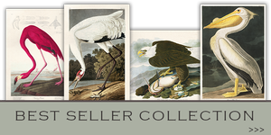Audubon Art Prints | Made in USA Prints, Posters and Wall Art by John ...