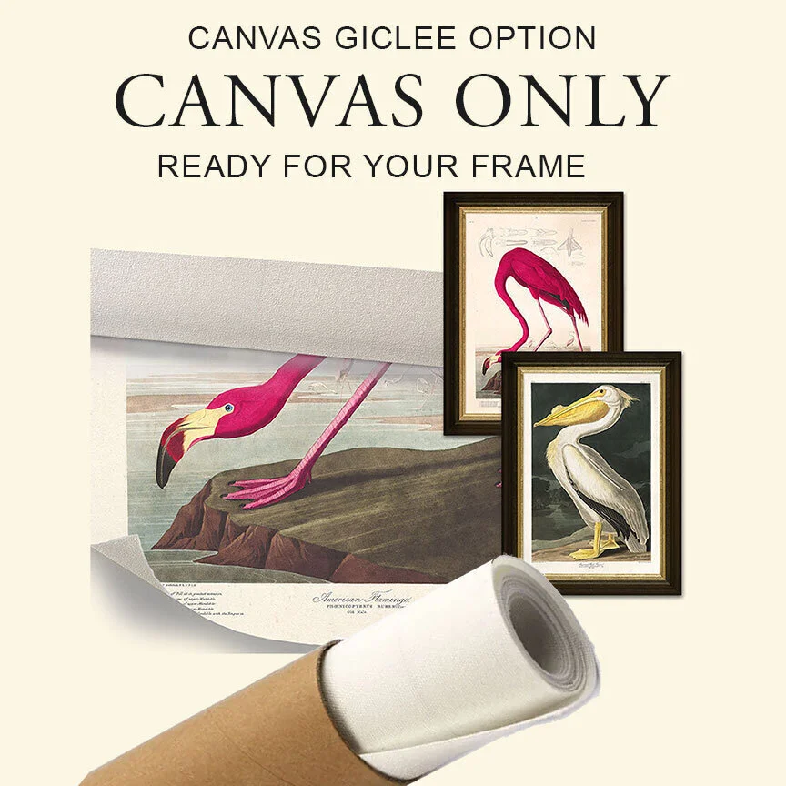 Audubon art prints, wall decor, wall art, art posters