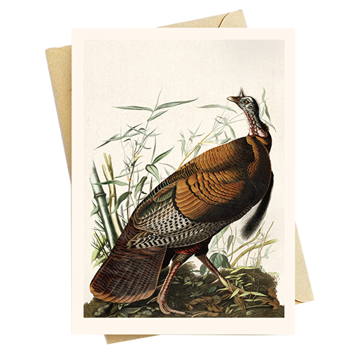 audubon+art+greeting+cards+vintage+note+cards1.png