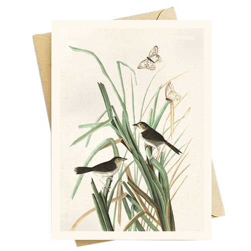 audubon+art+greeting+cards+vintage+note+cards355.png