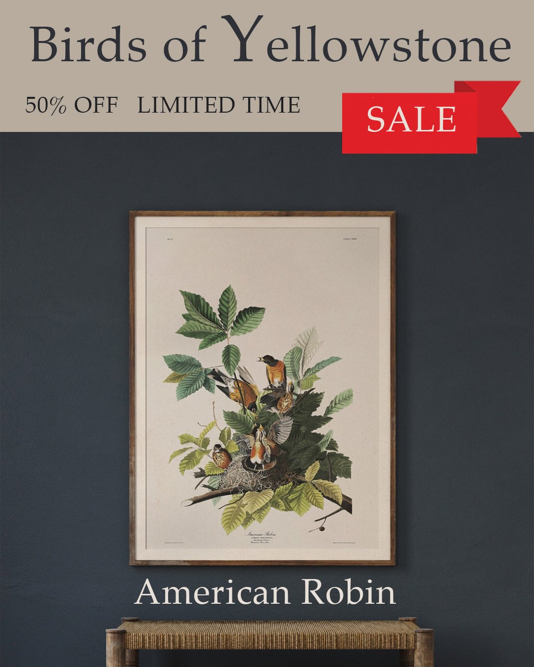 American Robin Audubon Art