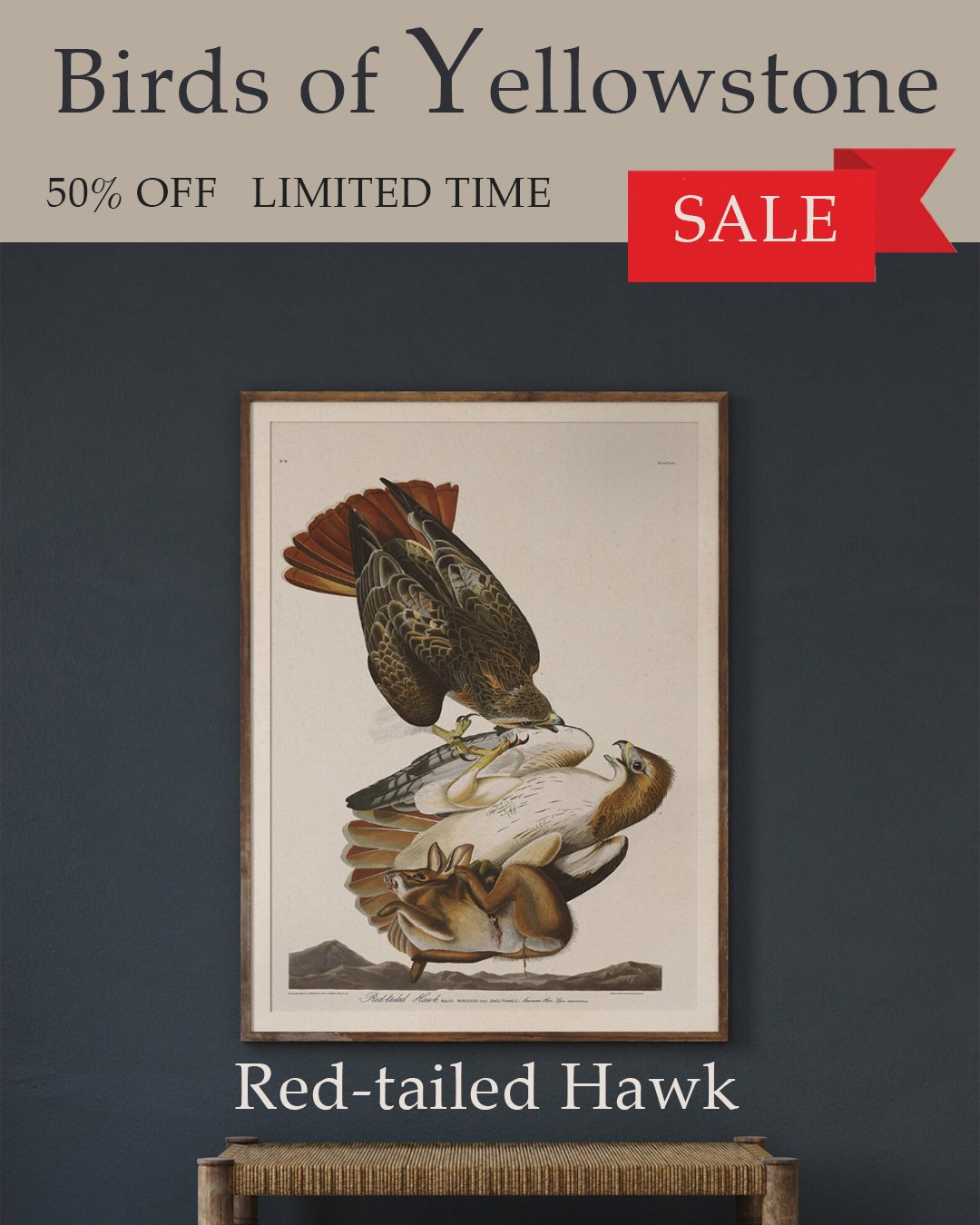Red Tailed Hawk Audubon Art