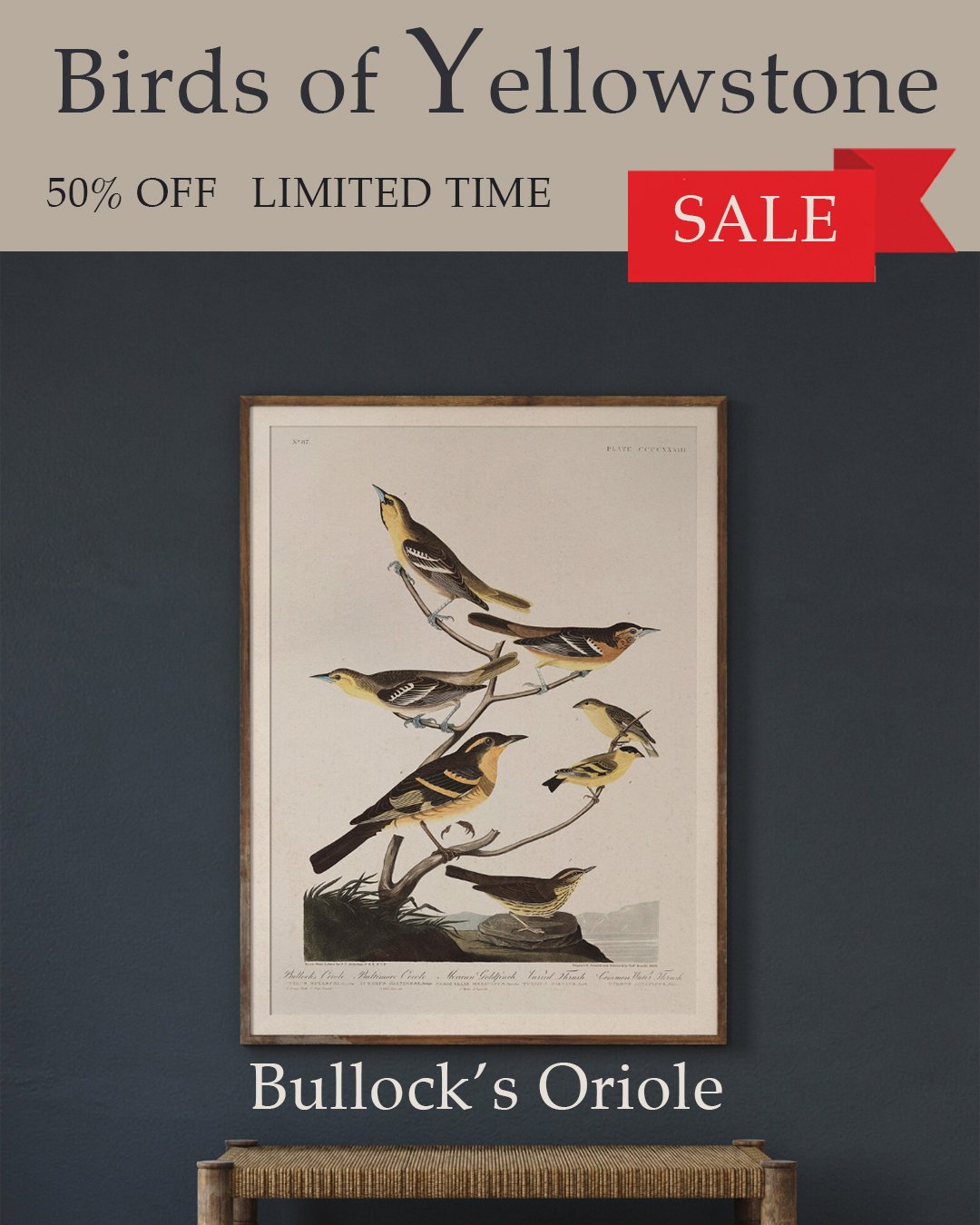 Bullocks Oriole Audubon Art