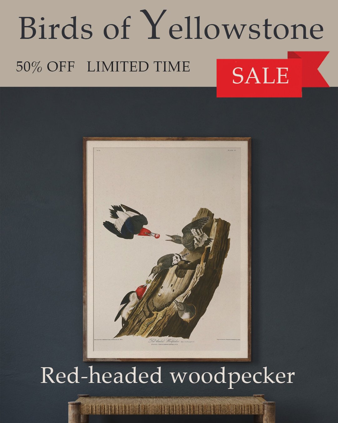 Red headed woodpecker Audubon Art