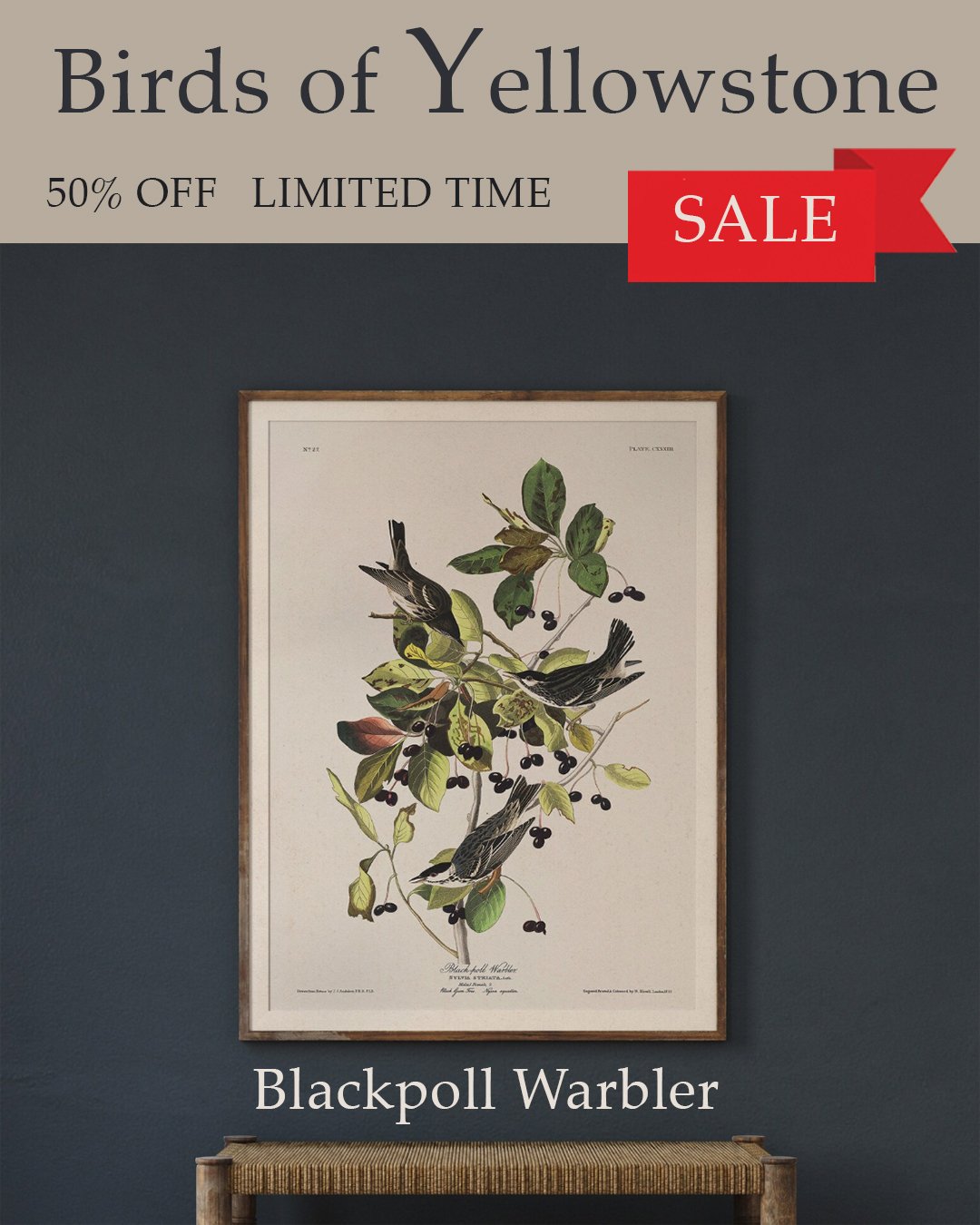 audubon blackpoll warbler.jpg