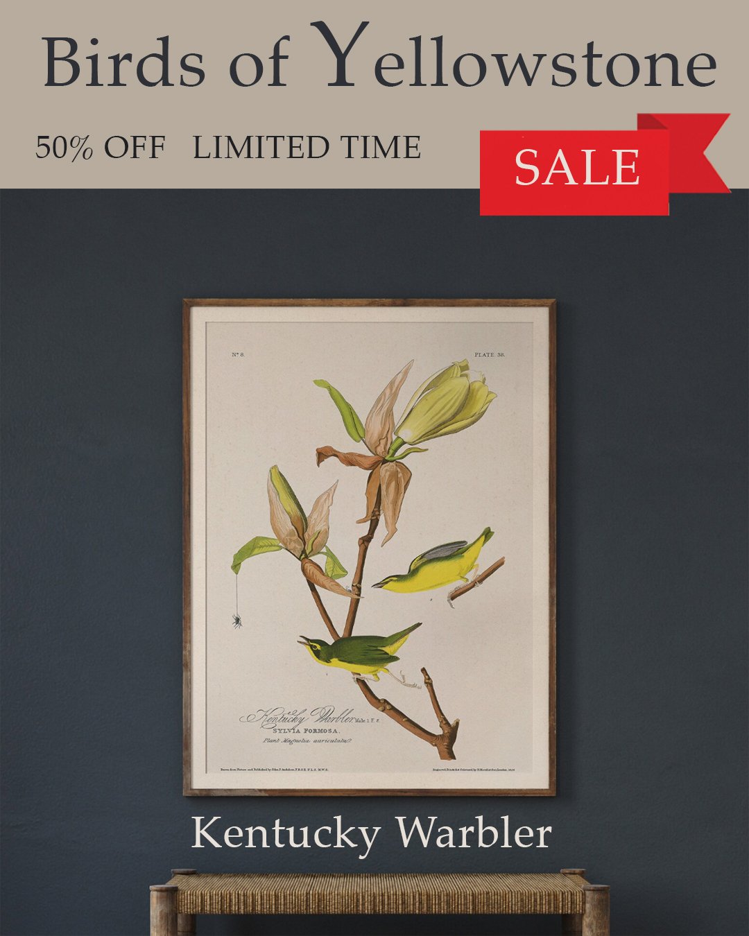 audubon kentucky warbler.jpg