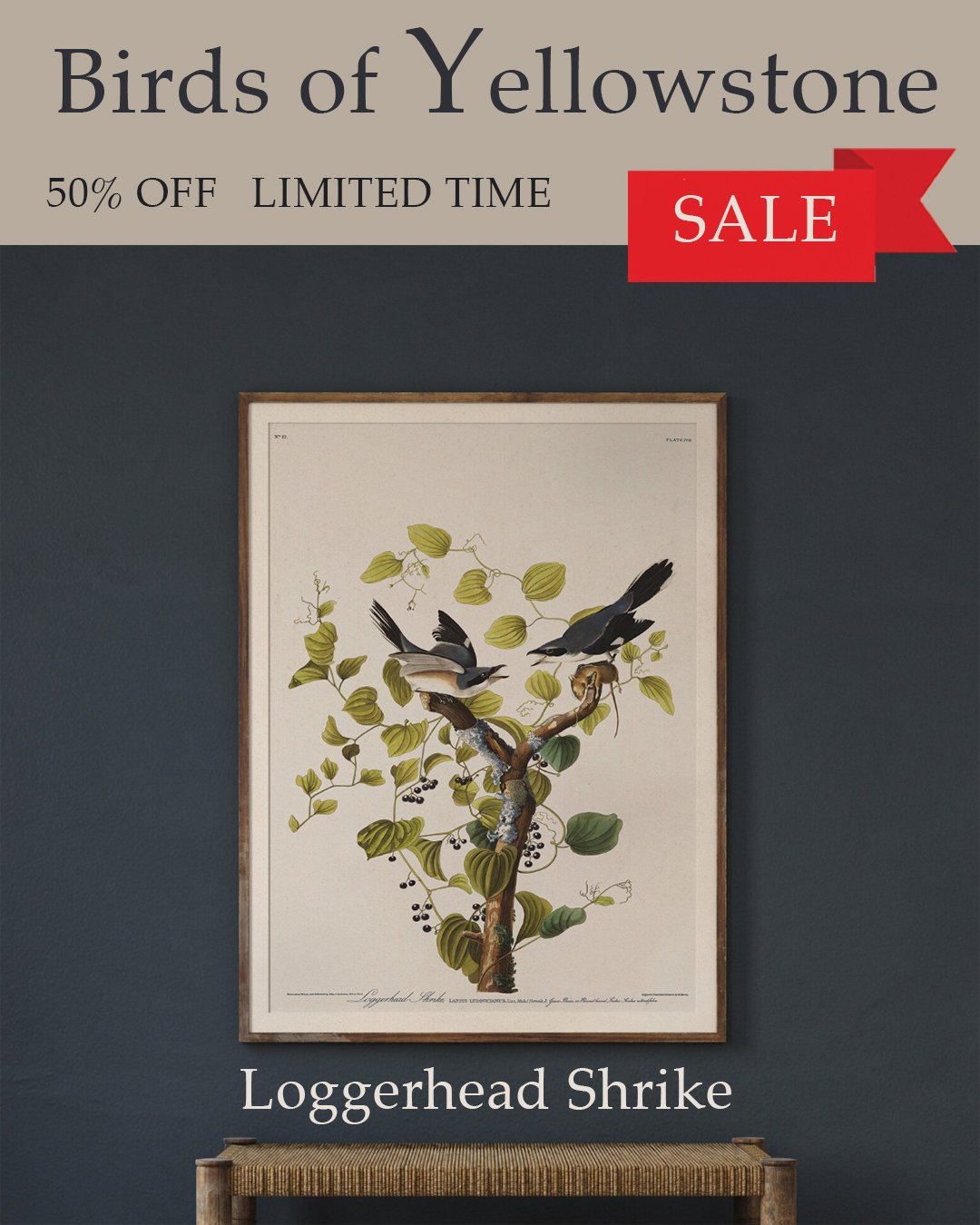audubon loggerhead shrike.jpg