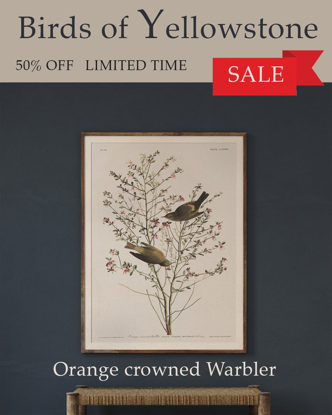 audubon orange crowned warbler.jpg