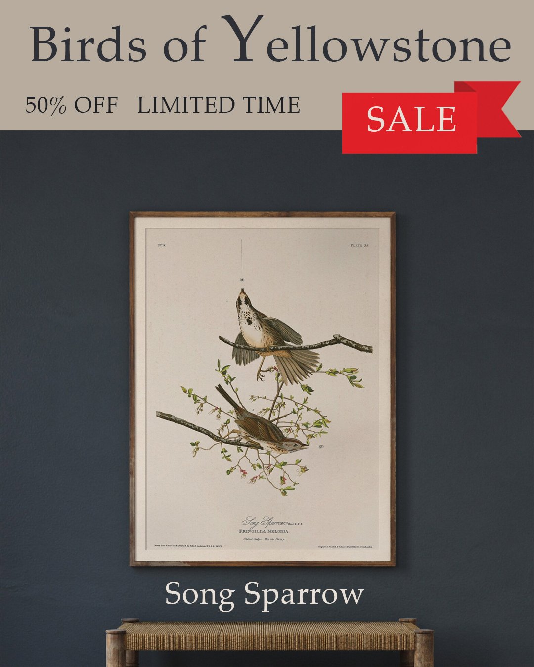 audubon song sparrow.jpg