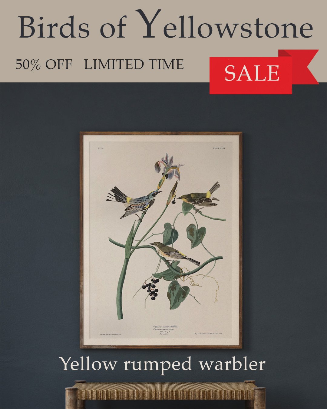 audubon yellow rumped warbler.jpg