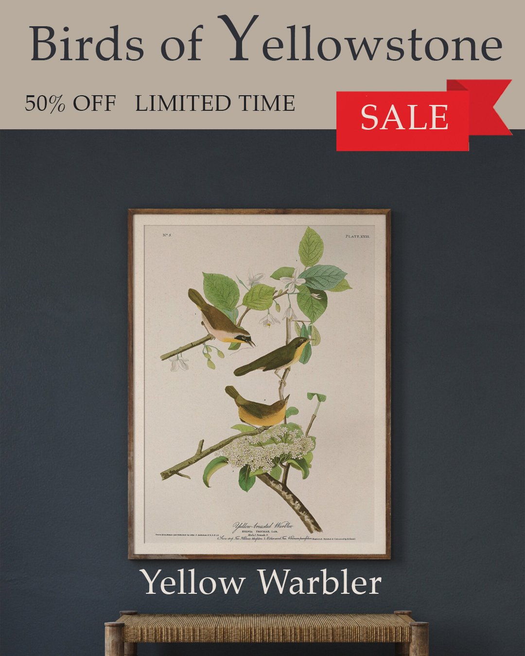 audubon yellow warbler.jpg