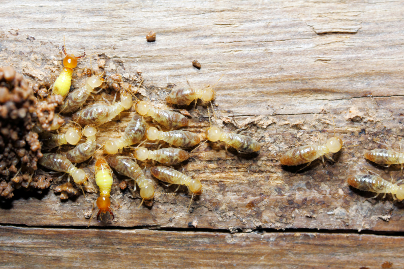termites.png