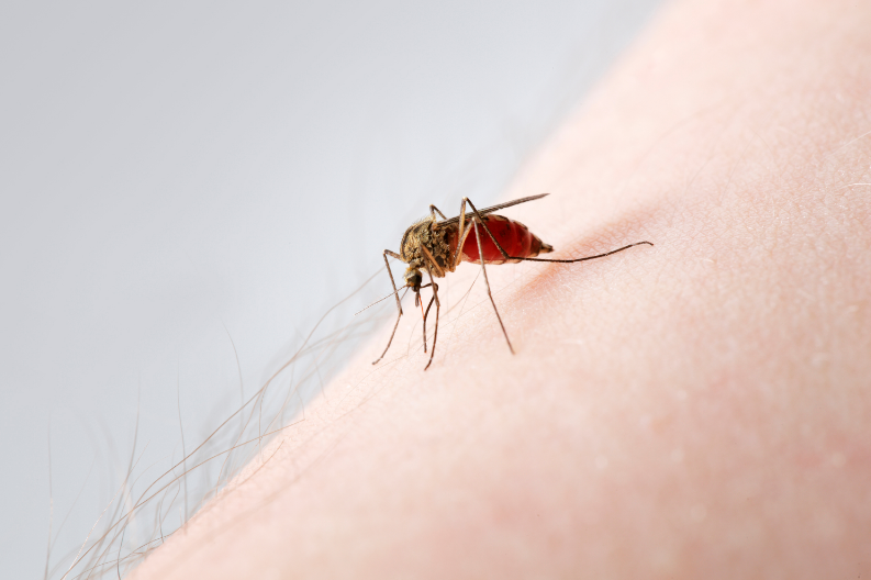 mosquito.png
