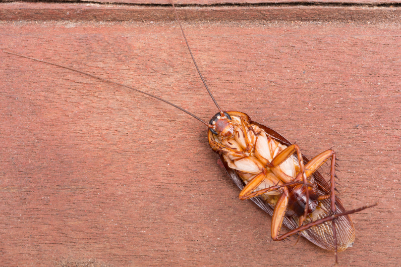 cockroach.png