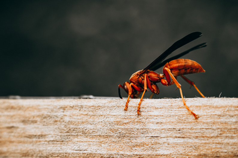redwasp.png