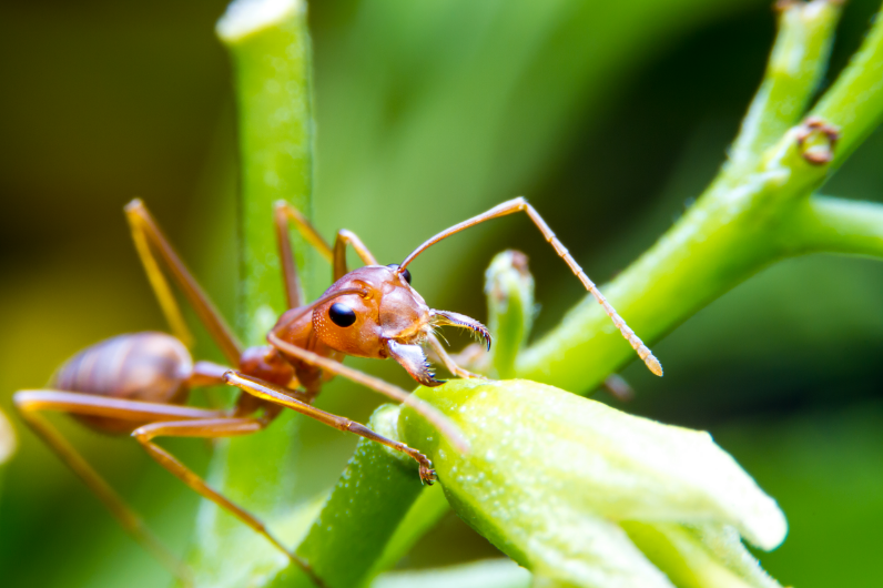 fireants.png