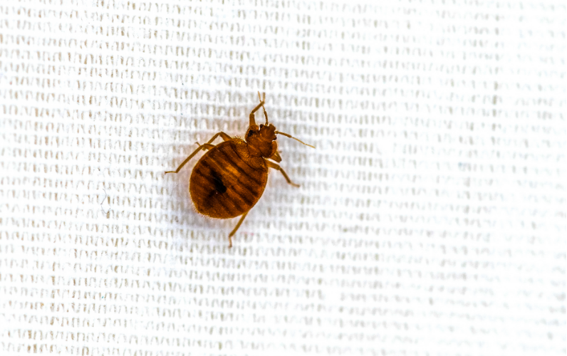 adultbedbug.png