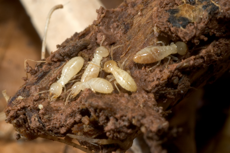 Timely Terminating Termites