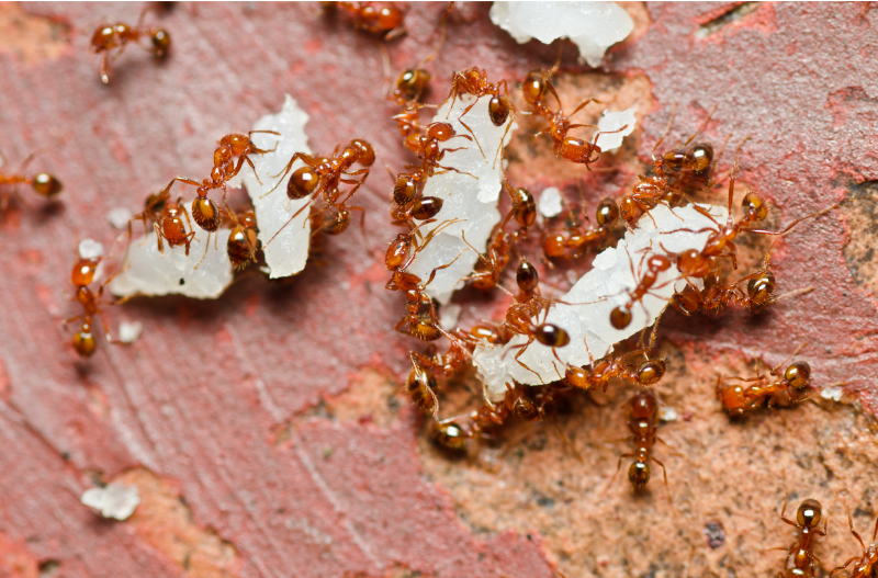 fireant.png