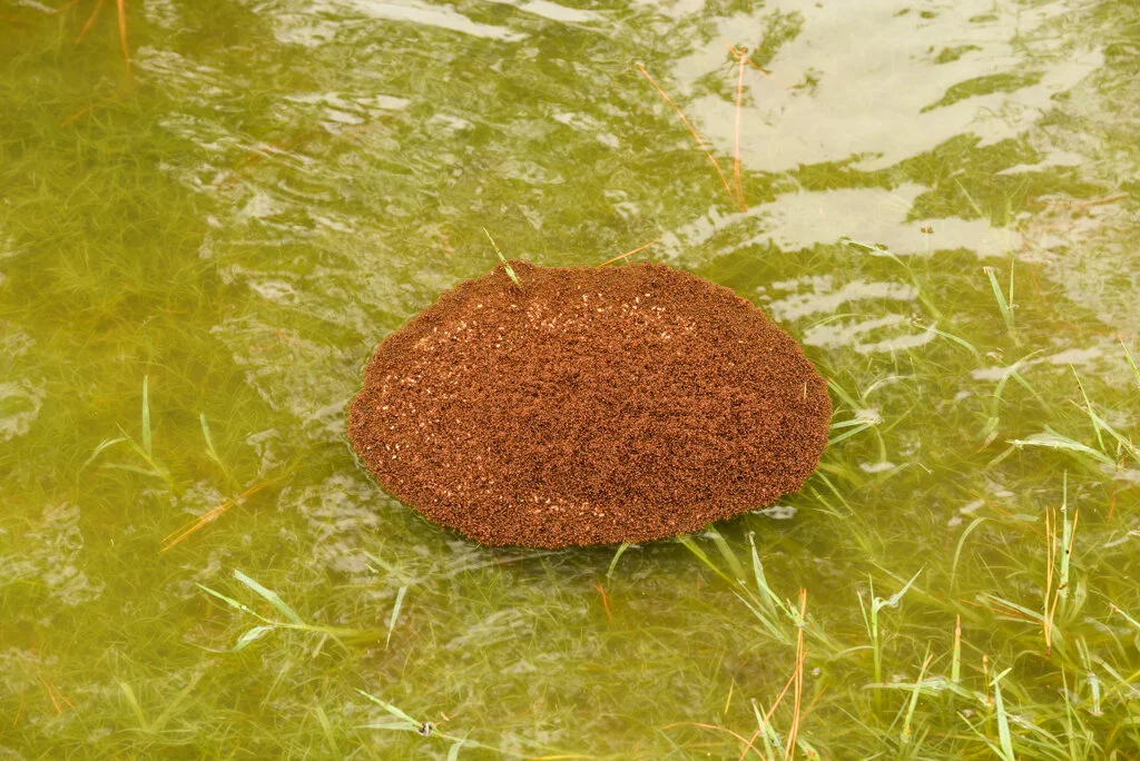 A fire ant “raft” found around the Houston, TX area during the aftermath of Hurrican Harvey.