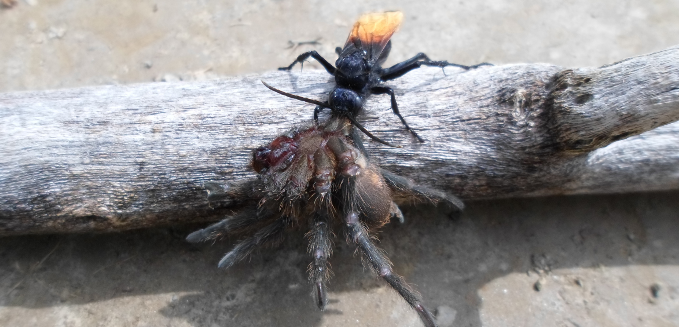 Terrorizing the Tarantula