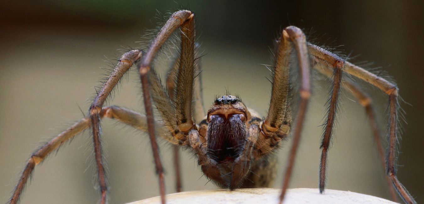 September: Spider Season Speed Dating