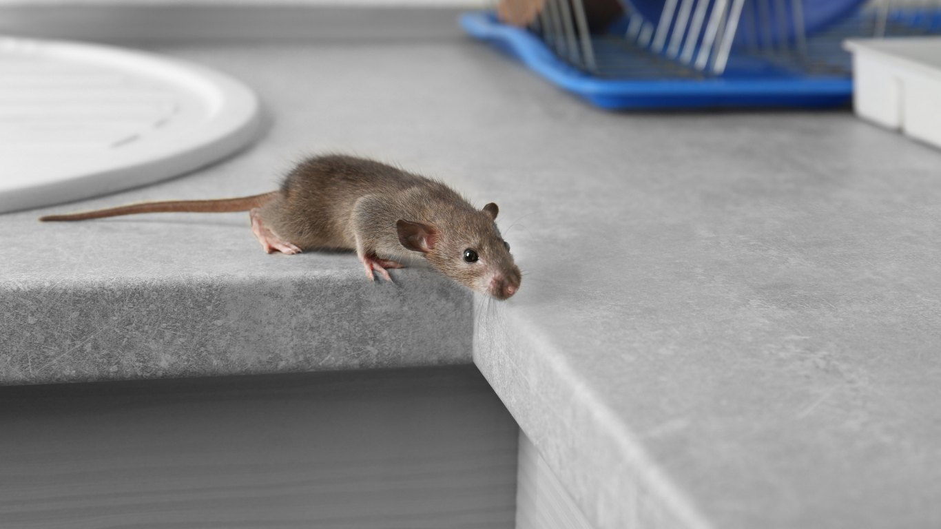 Why Pest Control May Save Christmas