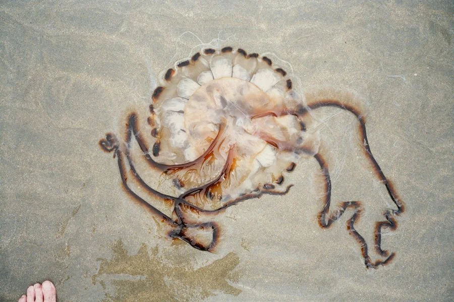 Atlantic Mythologies