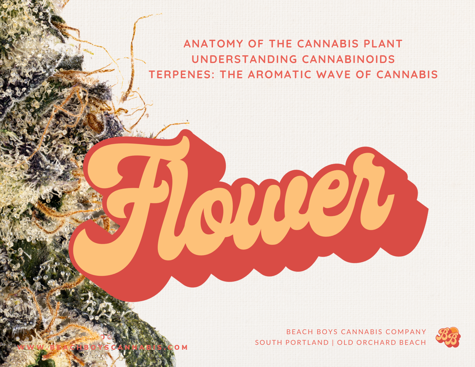 Cannabis Flower- Bud Anatomy - Cannabinoids - Terpenes.png