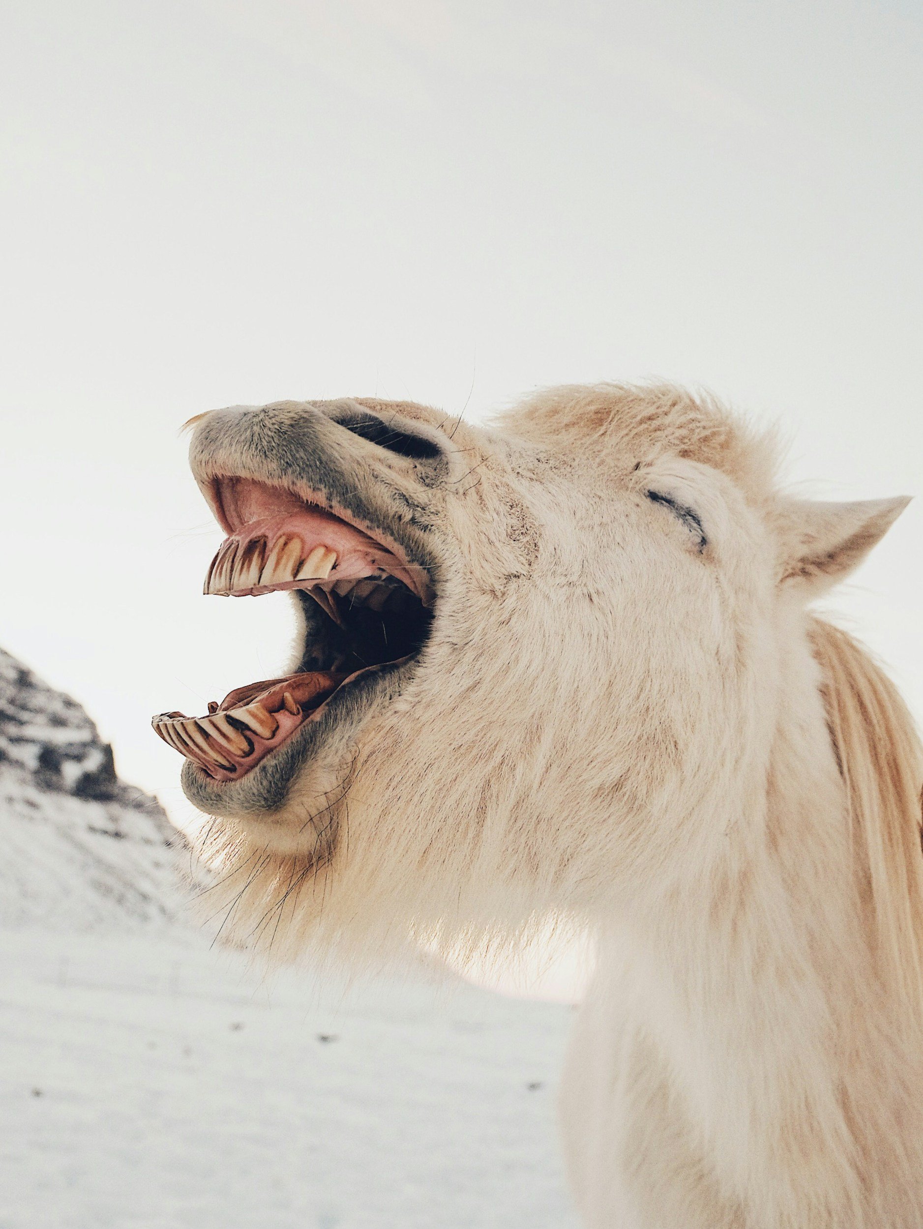 Restore + Relate: An Equine Supported Connection Group for Helping Professionals