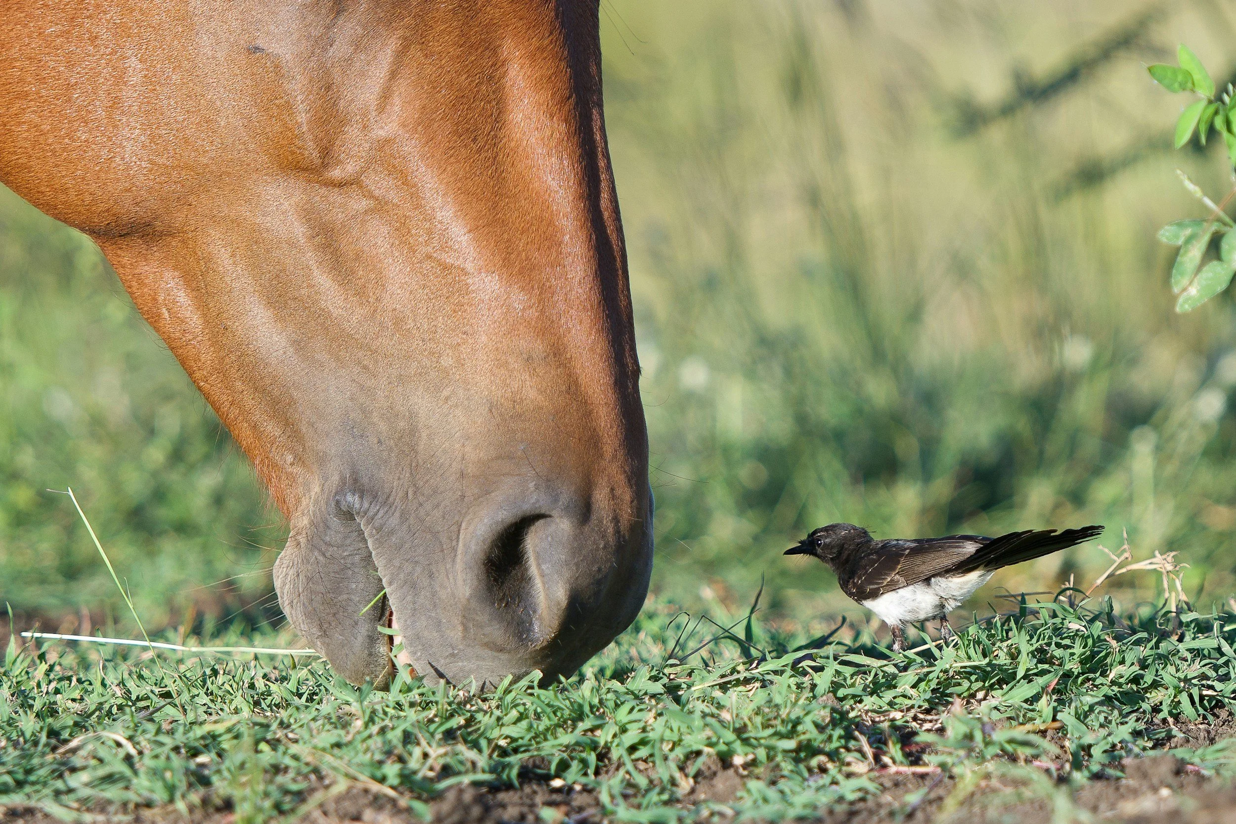 Letting Go of the Status Quo: Rediscovering Healing through Connection to Land, Horses, and Our Bodies