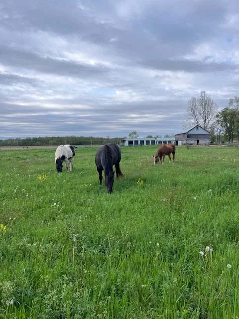 Emergernce: A Spring Retreat with Horses and Nature