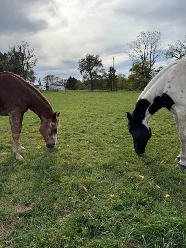 The Rhythm of Safety: Somatic Healing Between Horse and Human